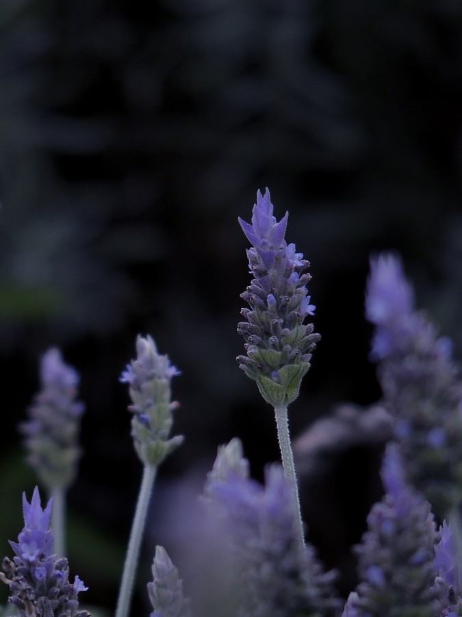 "Lavanda" de Pablo Demaria