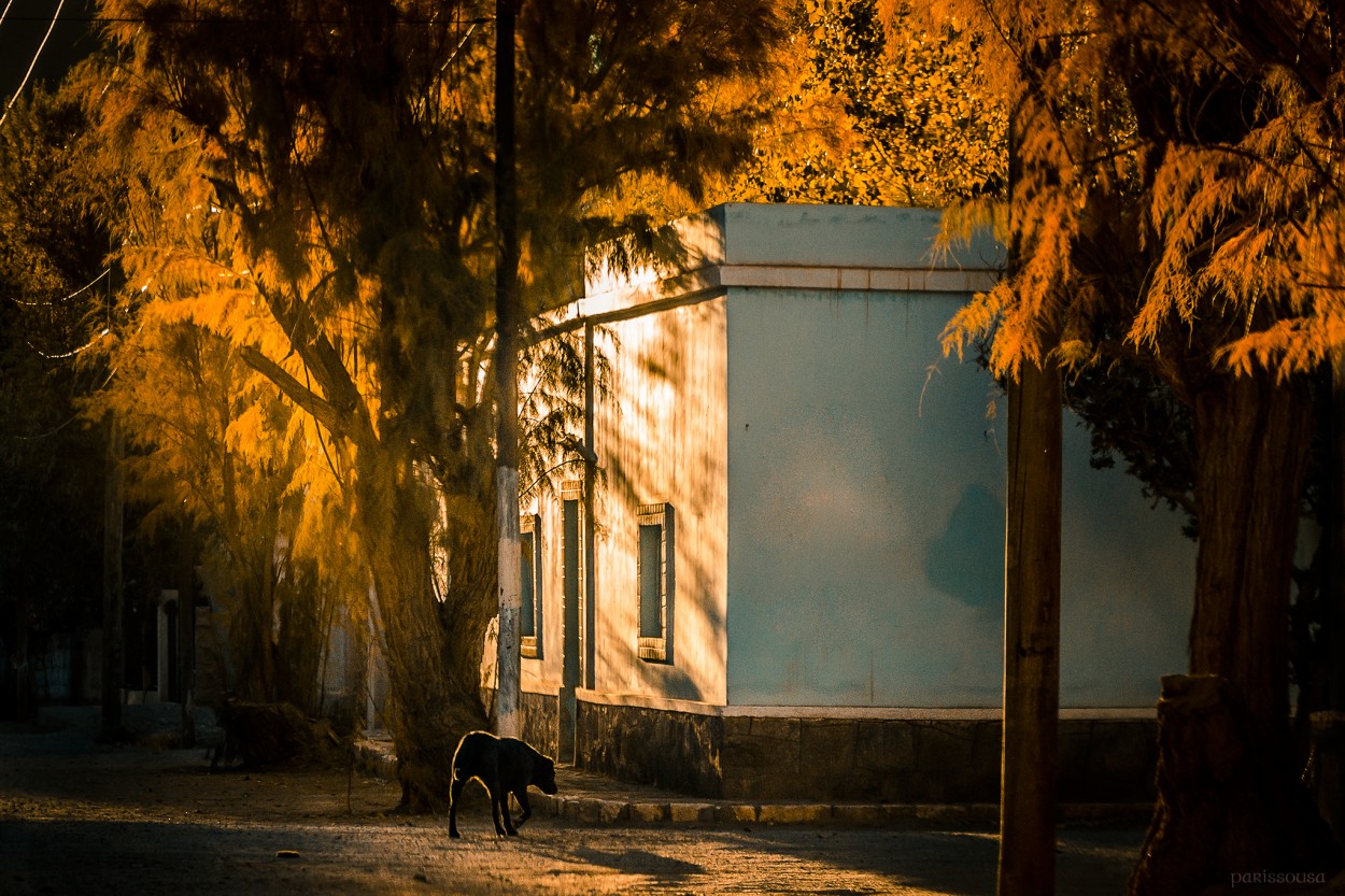 "Tarde de perros" de Nlida Paris Sousa