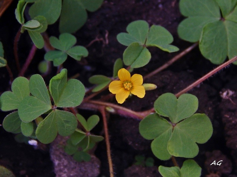 "Oxalis amarilla" de Ana Giorno