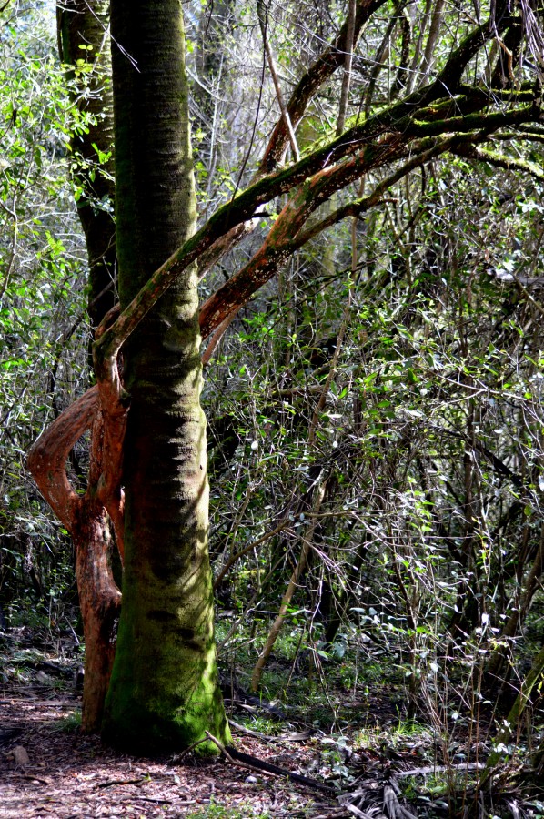 "Abrazo natural" de Ana Rosalia Scott