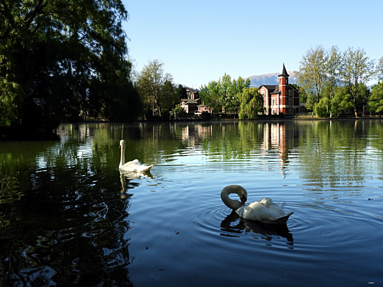 "EL LLaC dels CiGNeS" de Joana Sansalvador Roca