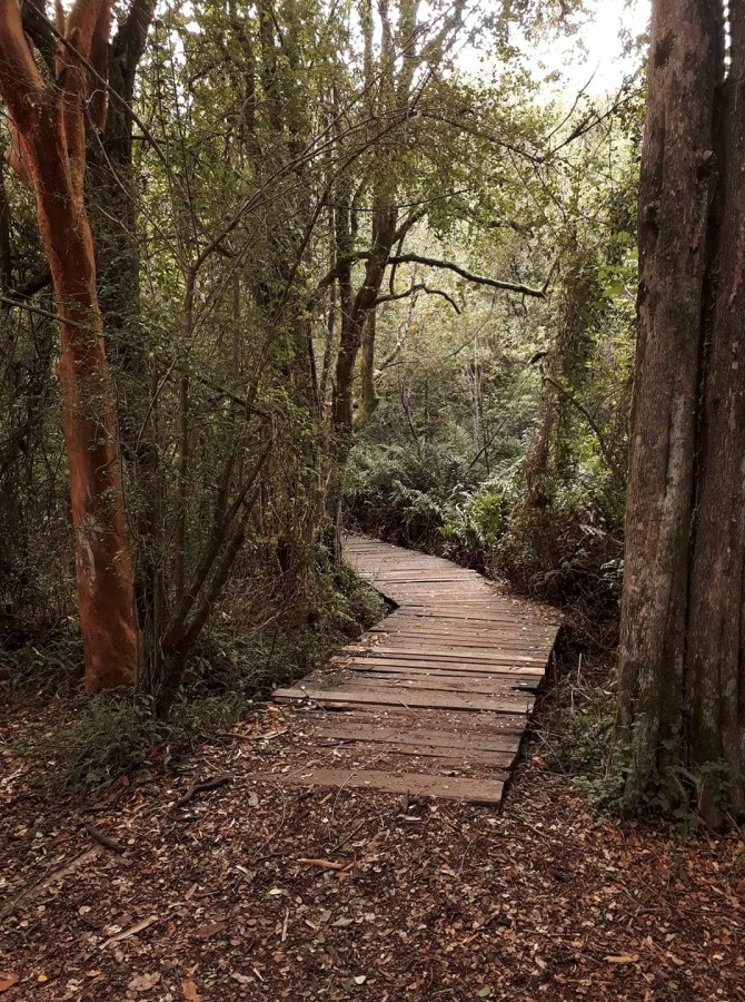 "Por un caminito" de Alejandra Cormick