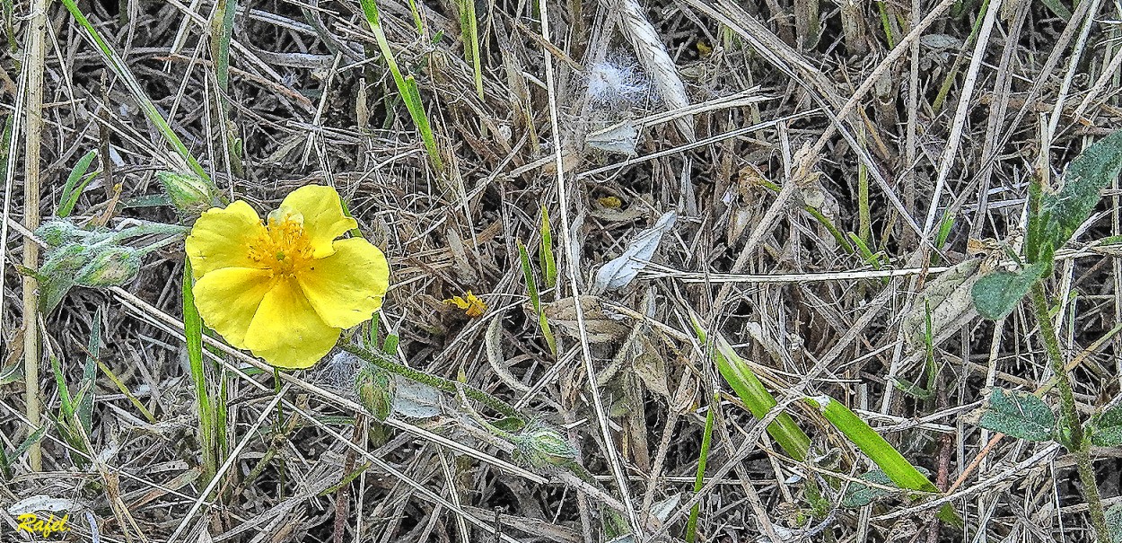 "Es solo una flor silvestre." de Rafael Serrano Arguedas