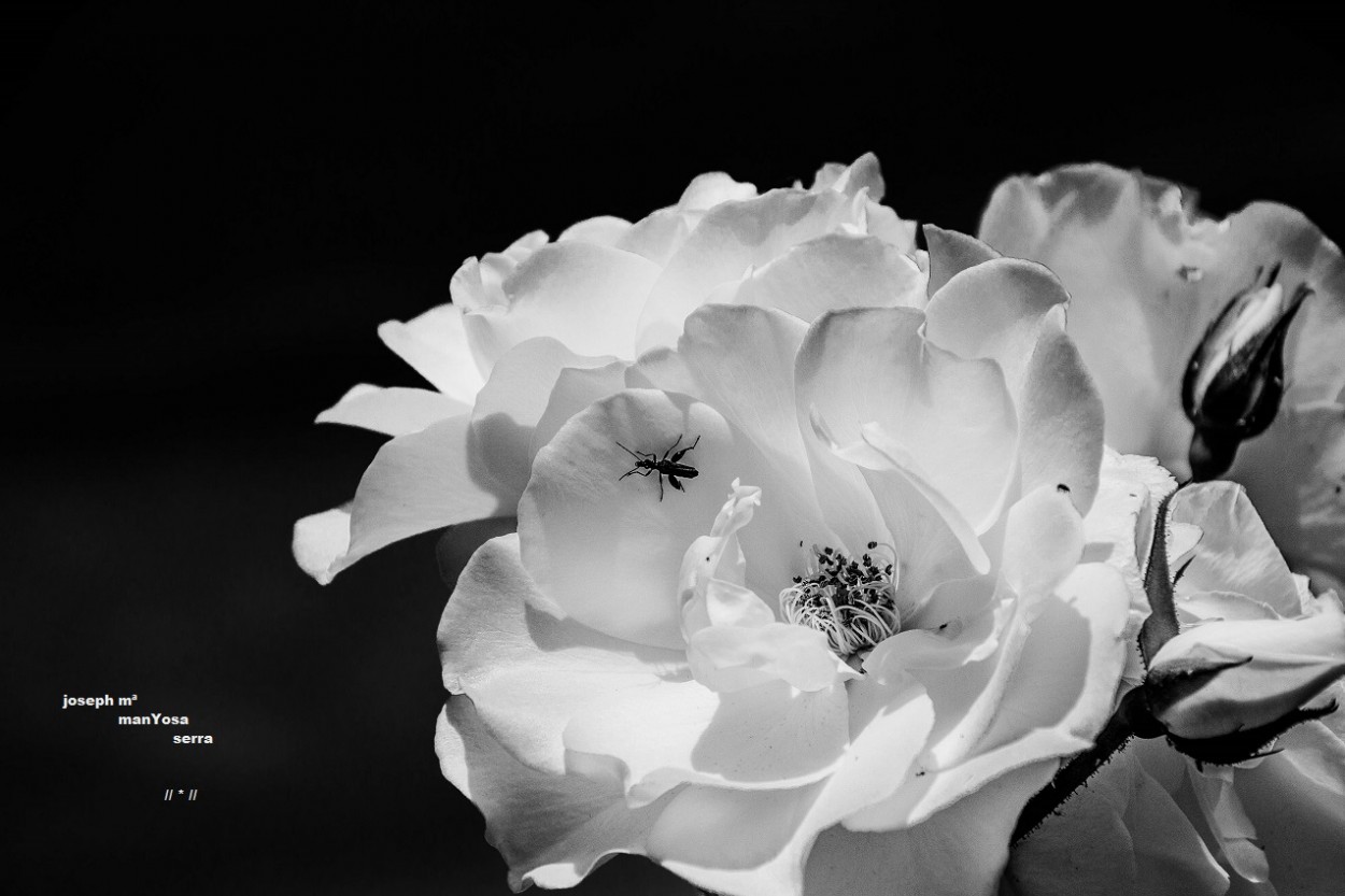 "Rosa blanca" de Josep Maria Maosa Serra