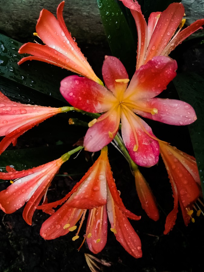 "Flores y lluvia" de Roberto Guillermo Hagemann