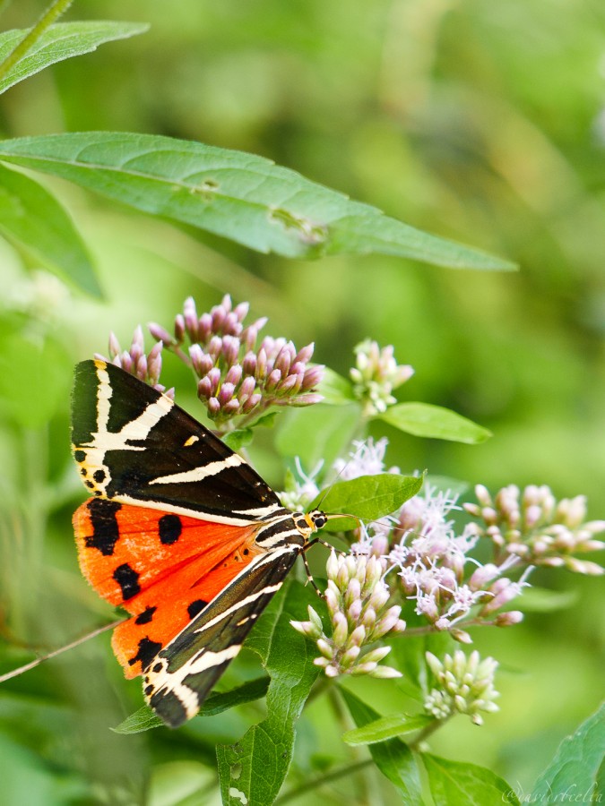 "mariposa traicionera" de David Roldn