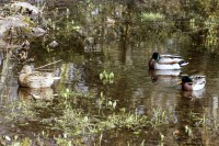 `Los patos del Castillo de Leonardo`