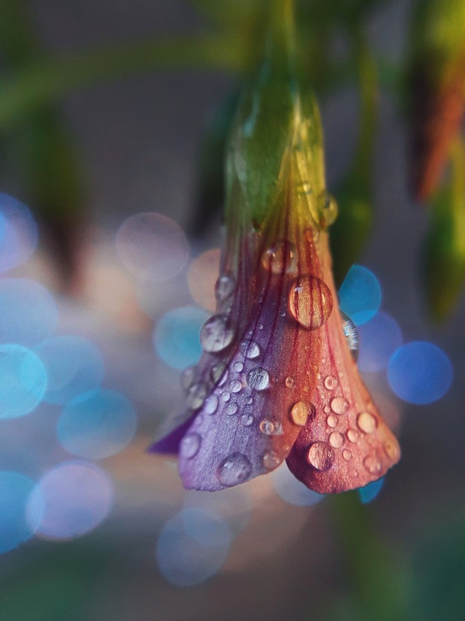 "Flor y bokeh" de Fabiola Prezzavento