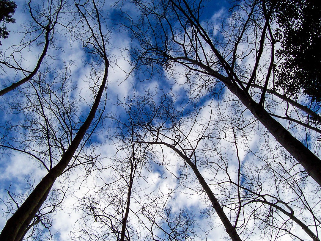 "Parc Natural del Montseny" de David Roldn