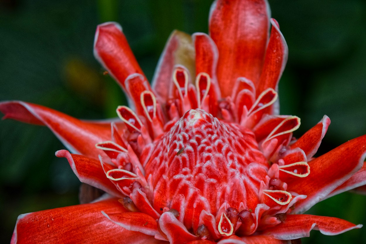 "Flor Extica" de Vanina Di Stasio