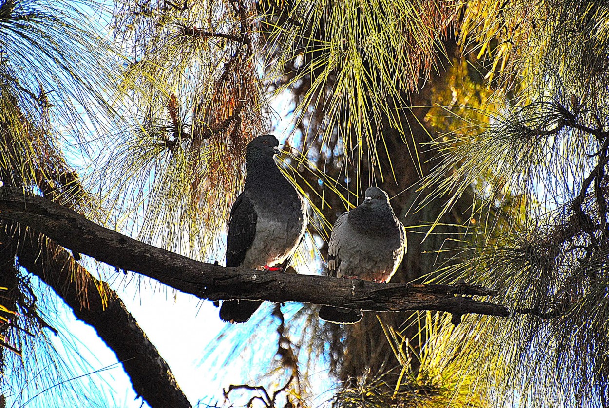 "Pareja" de Jos Luis Cavasassi