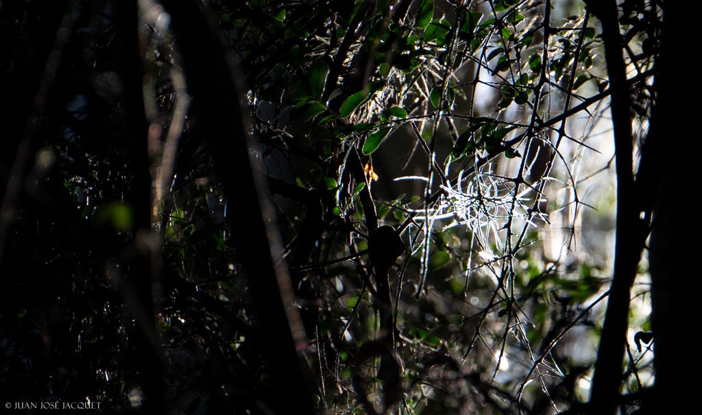 "Entidad en el bosque" de Juan Jose Jacquet