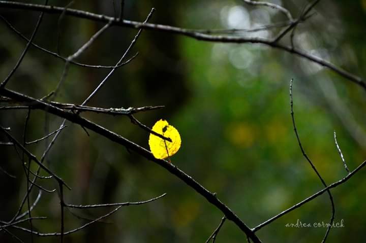 "Solo una..." de Andrea Cormick