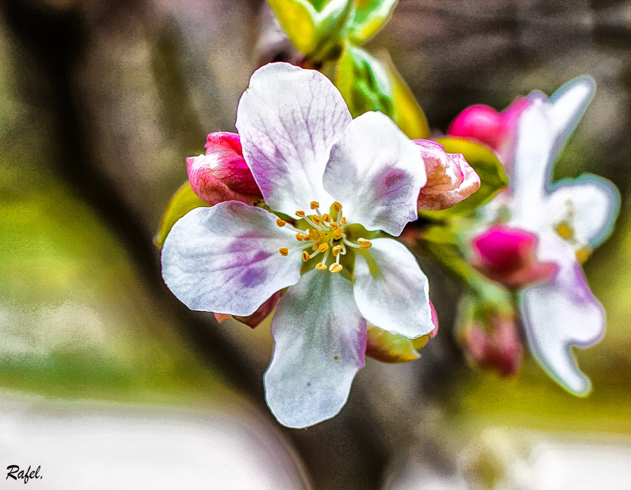 "Unas Flores." de Rafael Serrano Arguedas