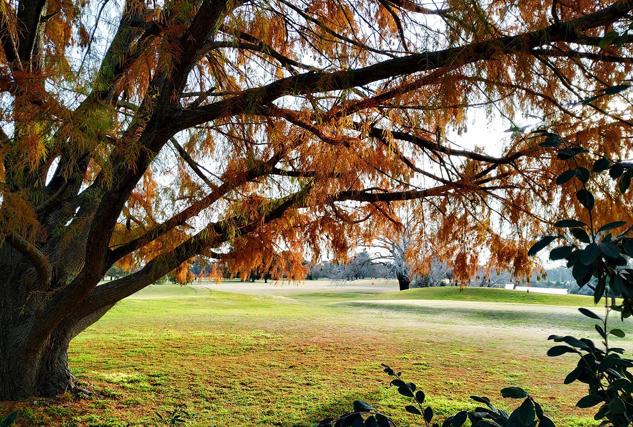 "El Golf" de Gerardo Saint Martn