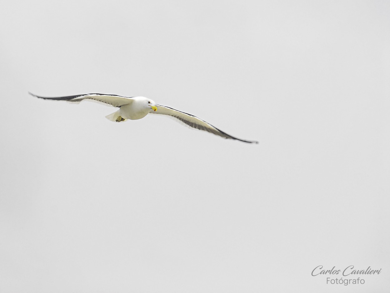 "Vuelo en Libertad..." de Carlos Cavalieri