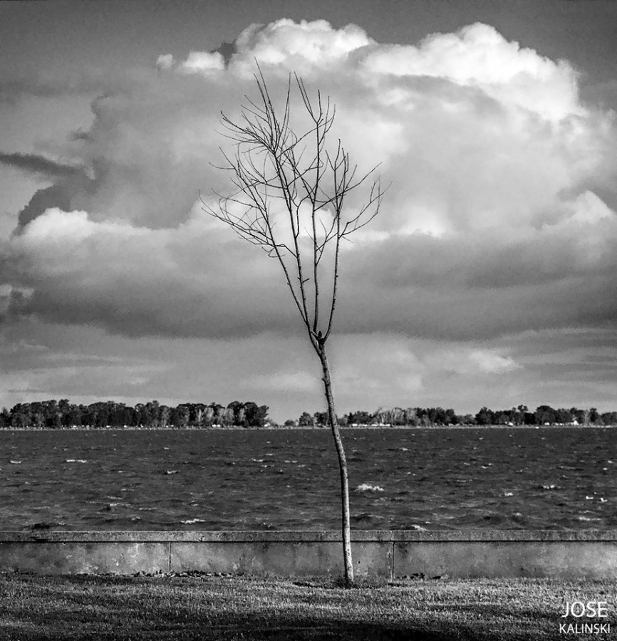 "El Arbol" de Jose Carlos Kalinski