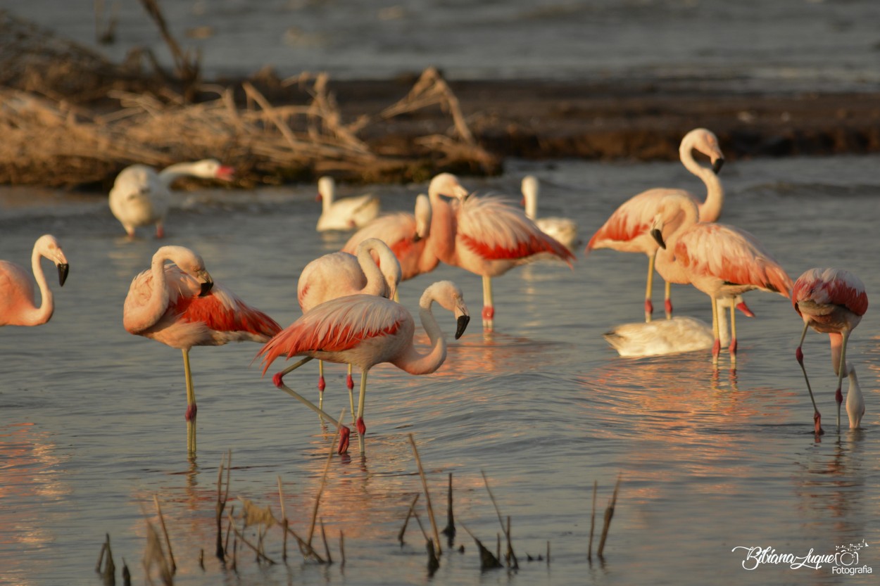 "Pink" de Bibiana Luque