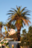 Flores y Palmeras