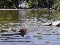 Chapuzn en el lago....