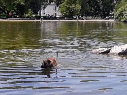 "Chapuzn en el lago...." de Marcela Nadale Platero