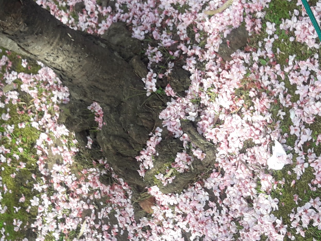 "paseo por jardin japones" de Amparo Josefina Maggi