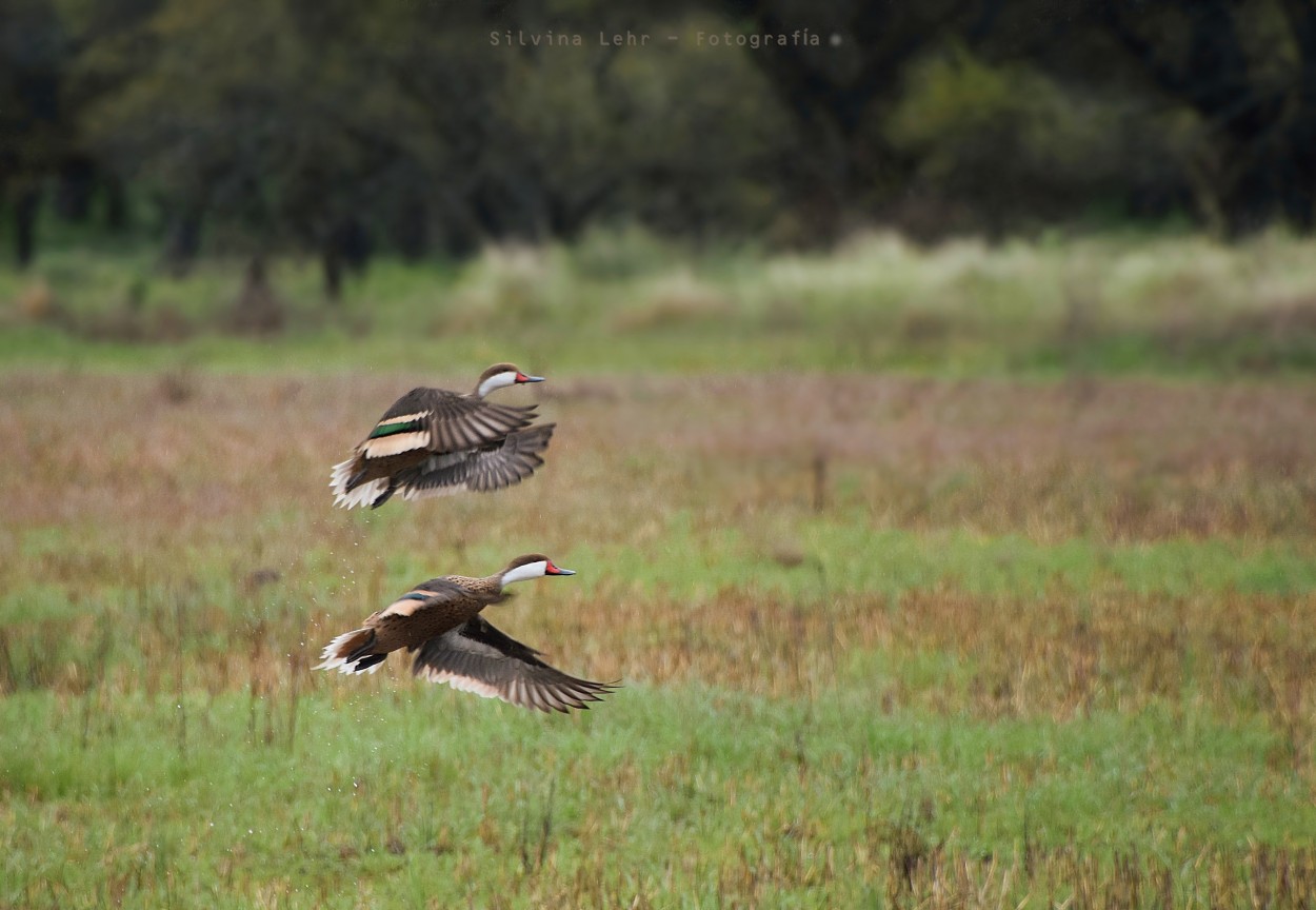 "Al vuelo de patos" de Silvina Lehr