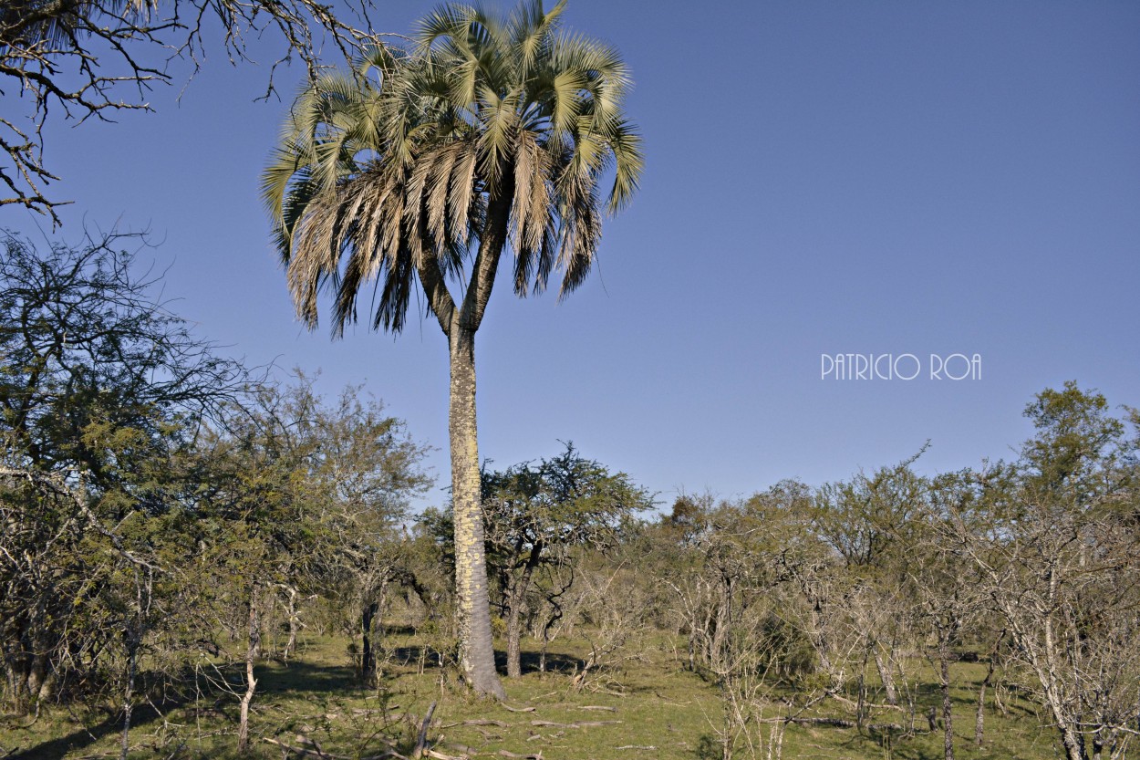 "Palmera en V" de Pato Roa