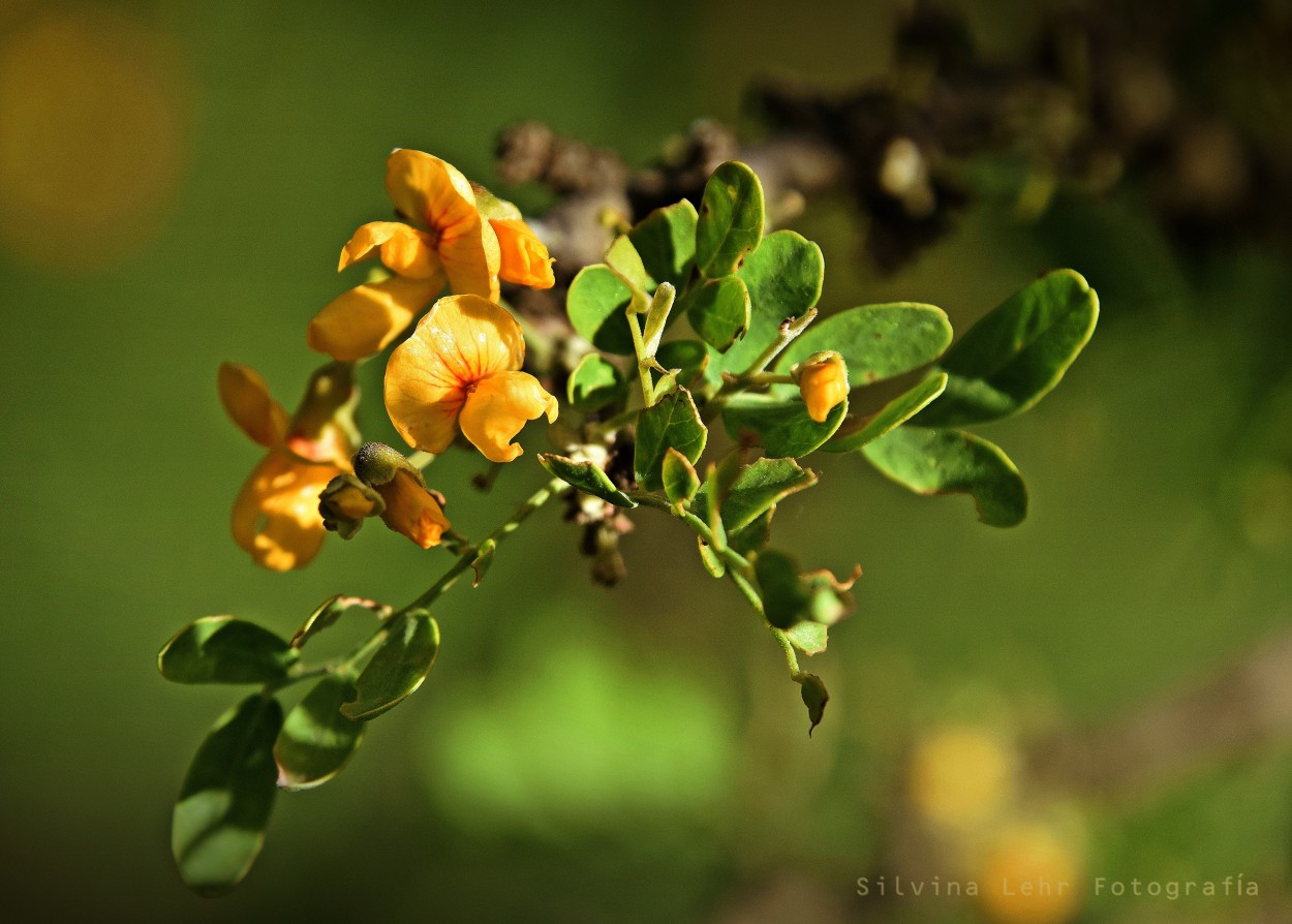 "Chaar en flor" de Silvina Lehr