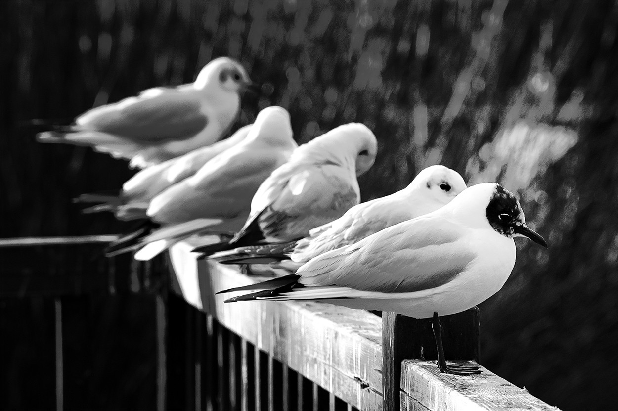 "Paseando por Mlaga, unas gaviotas" de Joan Arana