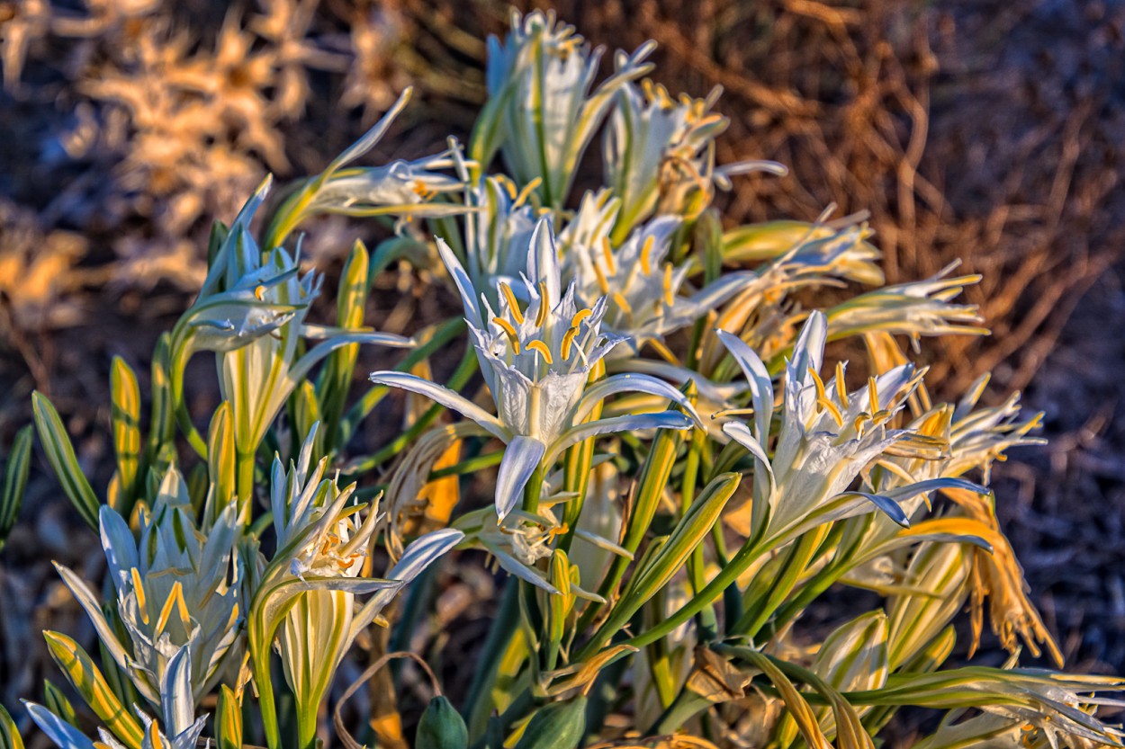 "Flor" de Juan Beas