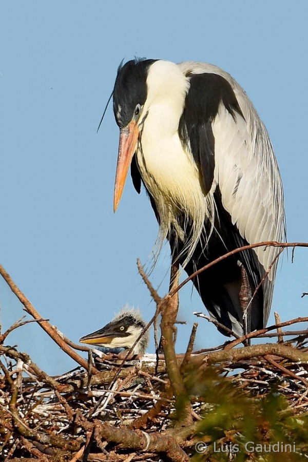 "Cuidado maternal" de Luis Gaudini