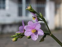 Um olhar na flor da calada!