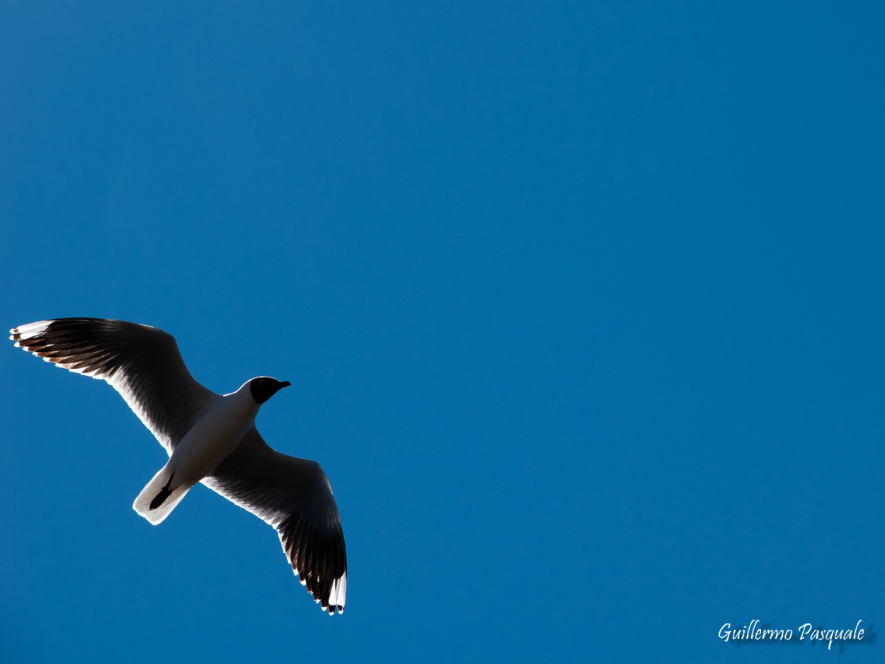 "Alto Vuelo" de Guillermo Daniel Pasquale