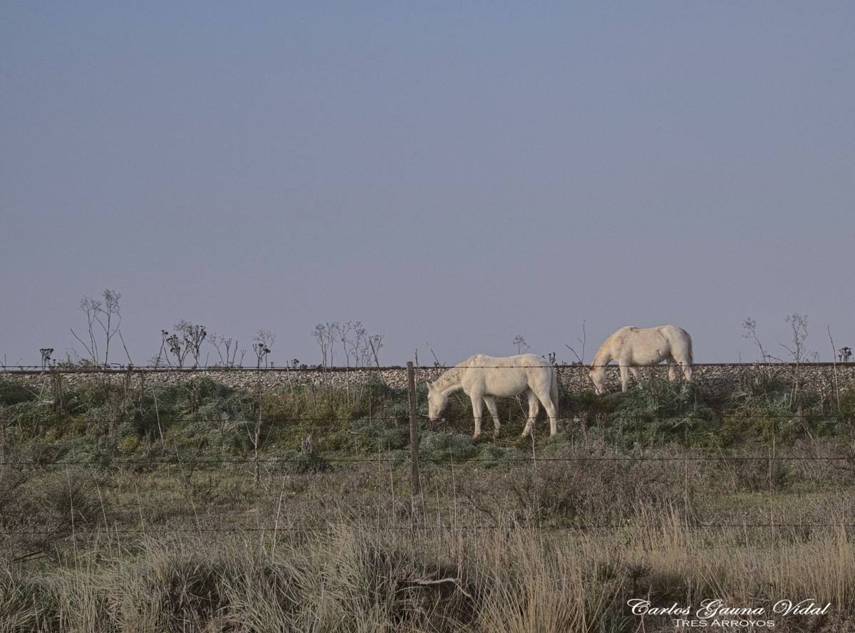 "Caballos blancos" de Carlos Gauna