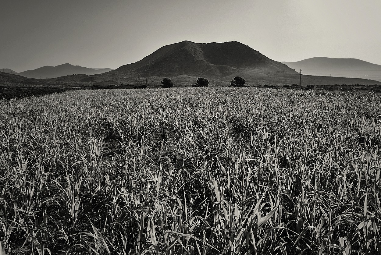 "Campo de maiz" de Francisco Jos Cerd Ortiz