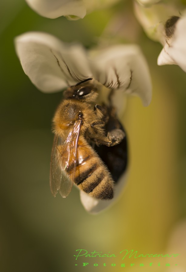 "Abeja en primavera" de Patricia Marcenaro