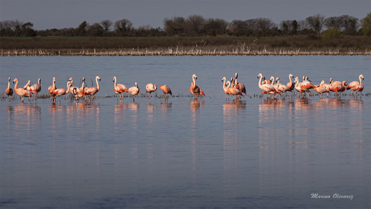 "Flamencos Rosados" de Marino Fortunato Olivarez