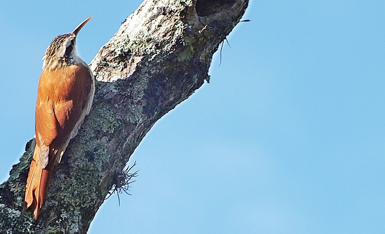 "Um hbito curioso desta especie comea...." de Decio Badari