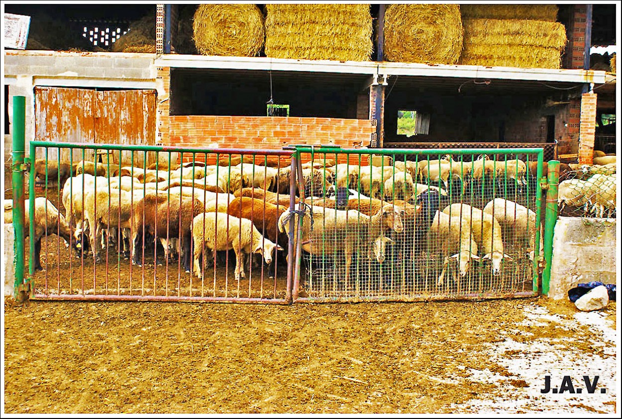 "Esperando al pastor." de Joan A. Valentin Ruiz