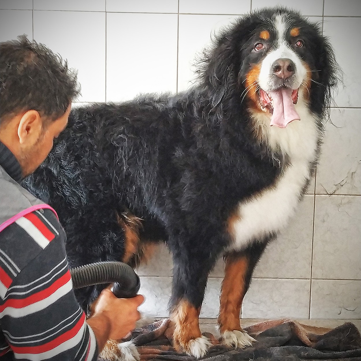 "Mora y el Coiffeur" de Gerardo Saint Martn