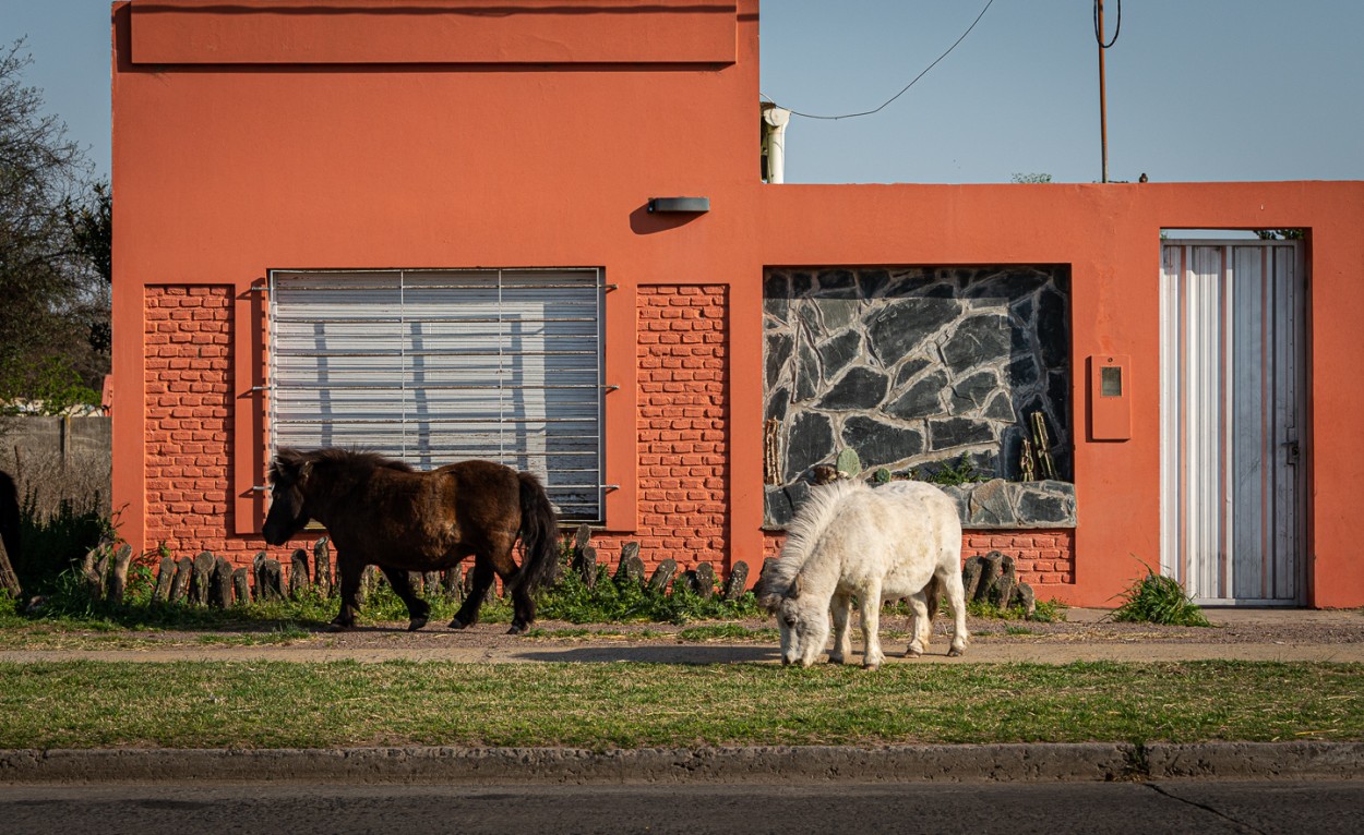 "Los petisos" de Fernando Valdez Vazquez