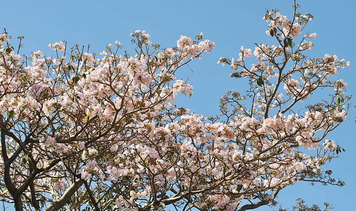 "A Primavera e seu esplendor neste Ip-branco!" de Decio Badari