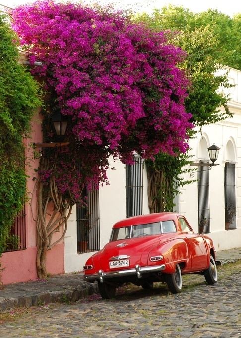 "hermosa colonia" de Amparo Josefina Maggi