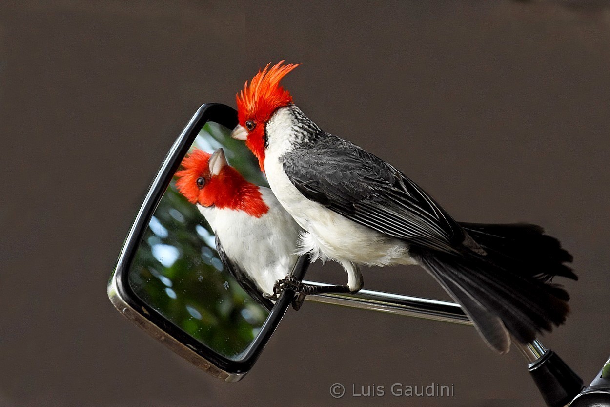 "Narciso" de Luis Gaudini