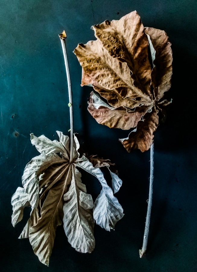 "Las dos caras de la hoja" de Roberto Guillermo Hagemann