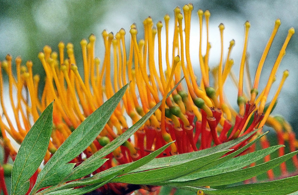 "Um olhar nas cores e formas da natureza!" de Decio Badari