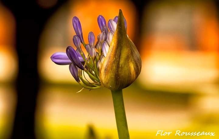 "Naciendo al sol..." de Mara Florencia Rousseaux (flor)