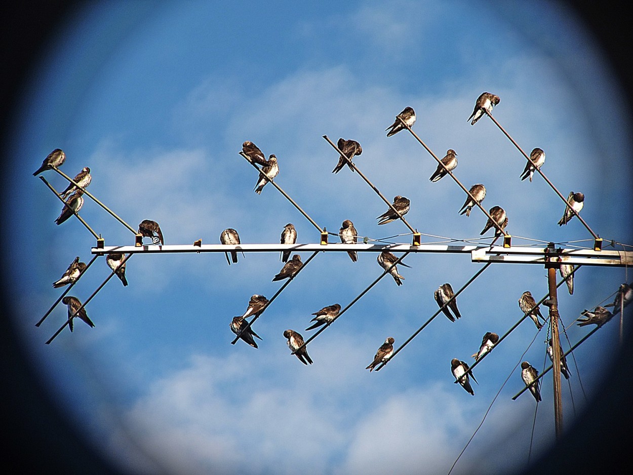 "On line !" de Decio Badari