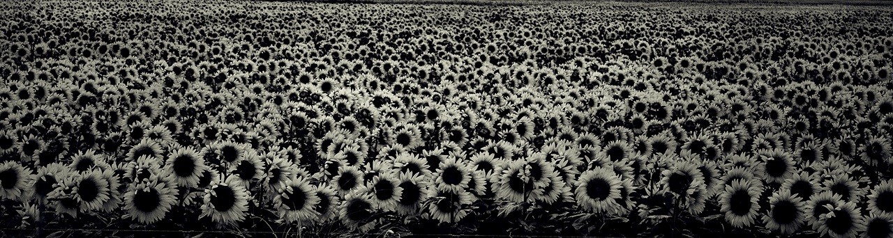 "girasoles" de Laura Aschieri